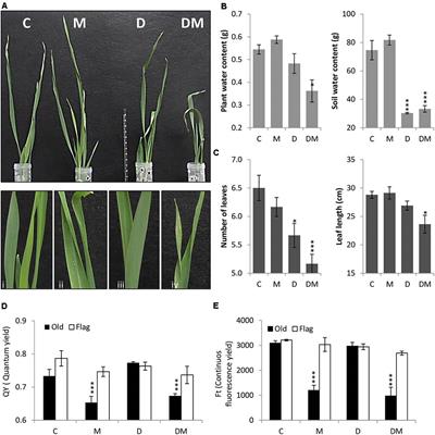 Dehydration Stress Contributes to the Enhancement of Plant Defense Response and Mite Performance on Barley